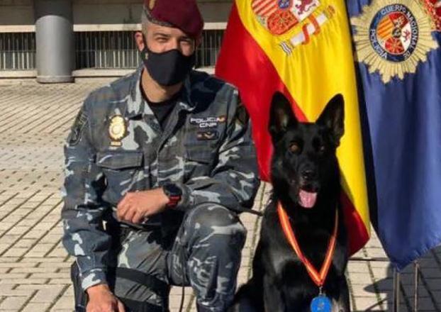 Elko, el perro GEO que intervino en el operativo. 