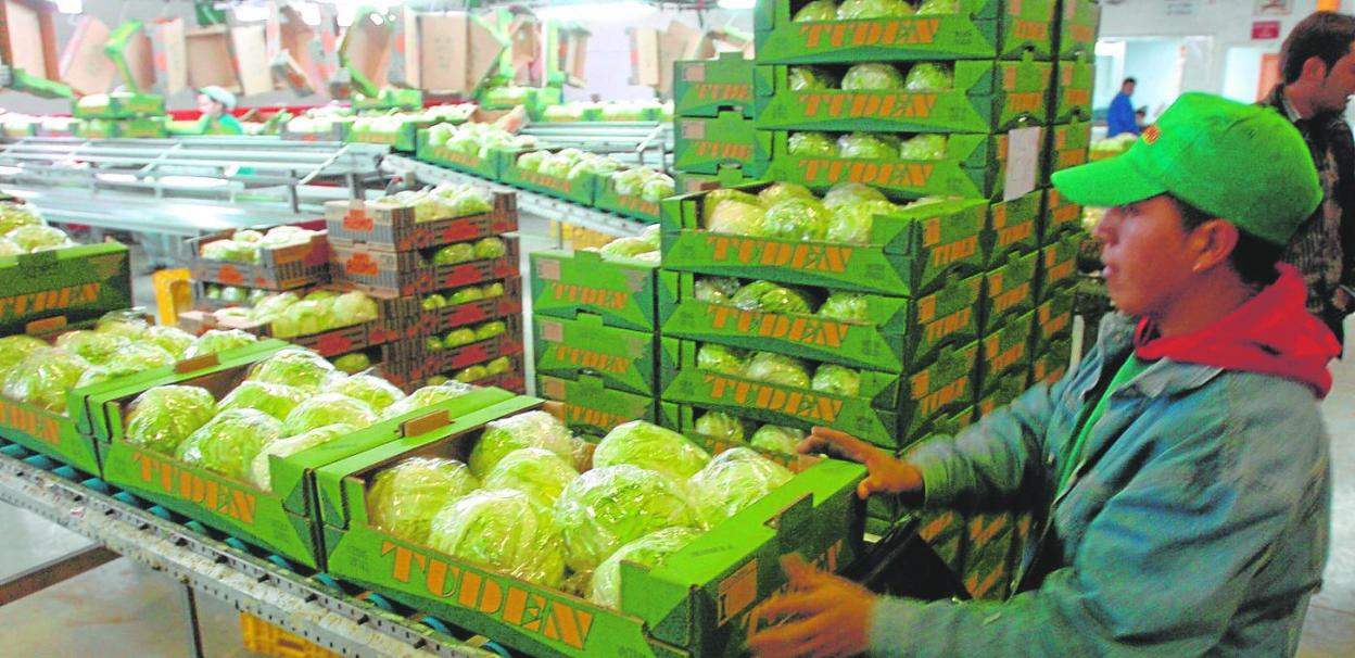 Un trabajador prepara varias cajas de lechugas envueltas en plástico en las instalaciones de una cooperativa agrícola. 