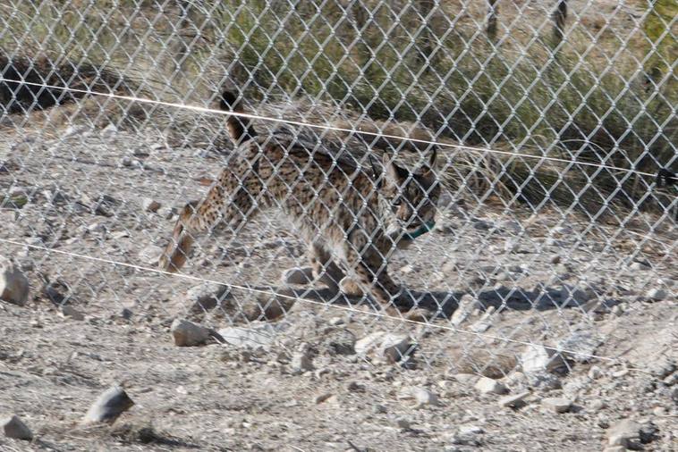 Uno de los linces liberados este jueves en Lorca.