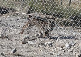 Uno de los linces liberados este jueves en Lorca.