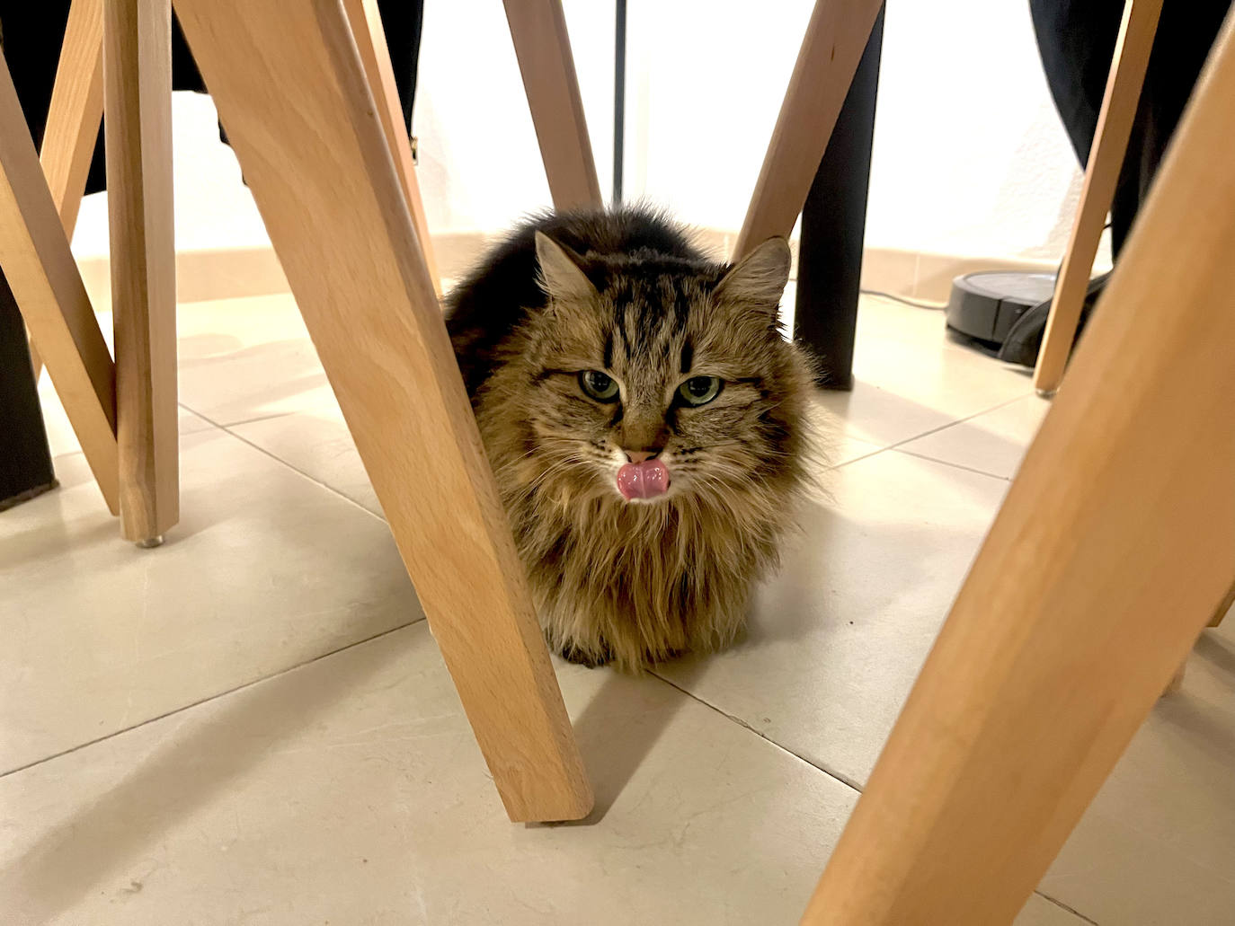 El reencuentro entre &#039;Pipa&#039; y su dueña tras 13 meses en paradero desconocido