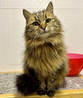 Imagen secundaria 2 - El regreso de &#039;Pipa&#039; después de 13 meses y 20 kilómetros de travesía