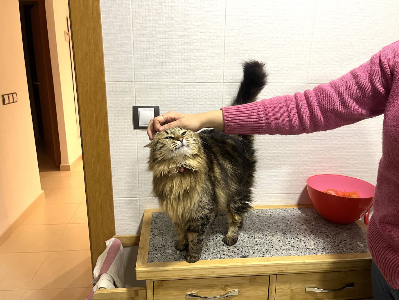 El reencuentro entre &#039;Pipa&#039; y su dueña tras 13 meses en paradero desconocido