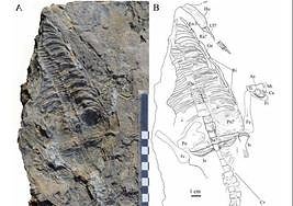 Restos del fósil y su representación gráfica.