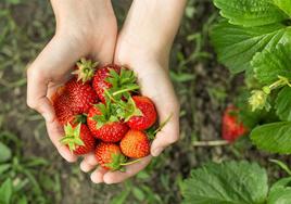 Qué debes hacer para conservar las fresas en buen estado más tiempo.