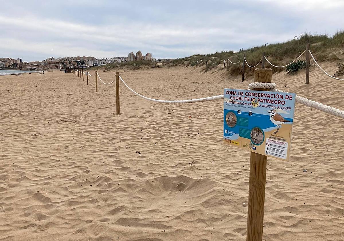 Balizan la playa de La Mata de Torrevieja para proteger la cría del chortilejo