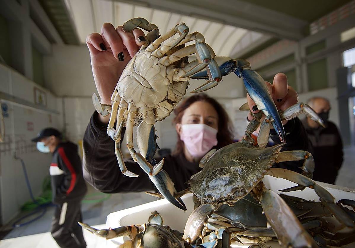 La bióloga Ana Muñoz Vera sostiene dos ejemplares de cangrejo azul en la lonja de Lo Pagán (San Pedro del Pinatar).