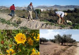 Operarios de Worlmark plantando un seto sobre un lomo de tierra en Mazarrón.