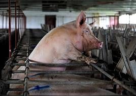 Un cerdo se asoma entre los barrotes de su jaula en una explotación ganadera.