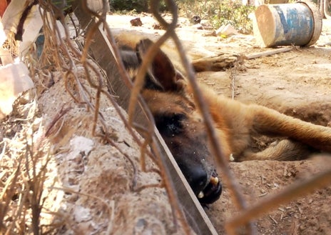 Imagen secundaria 1 - Arriba: Un perro comiendo el cadáver de otro can. Abajo a la izquierda: 'Vivo', un pastor alemán, agoniza sin agua ni alimento. Abajo a la derecha: Una jaula para pájaros en los que había perros encerrados. 