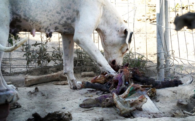 Imagen principal - Arriba: Un perro comiendo el cadáver de otro can. Abajo a la izquierda: 'Vivo', un pastor alemán, agoniza sin agua ni alimento. Abajo a la derecha: Una jaula para pájaros en los que había perros encerrados. 