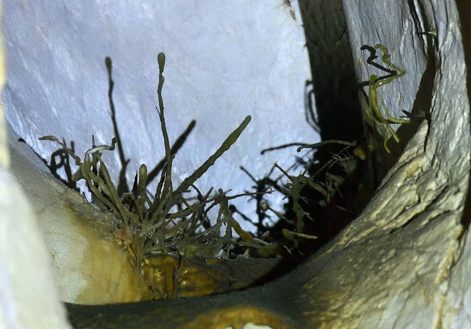 Detalle de estalactitas excéntricas, con apariencia de planta, en un tubo de la Sala de las Raíces, donde las corrientes de aire impulsan el crecimiento de las concreciones en dirección contraria a la gravedad.