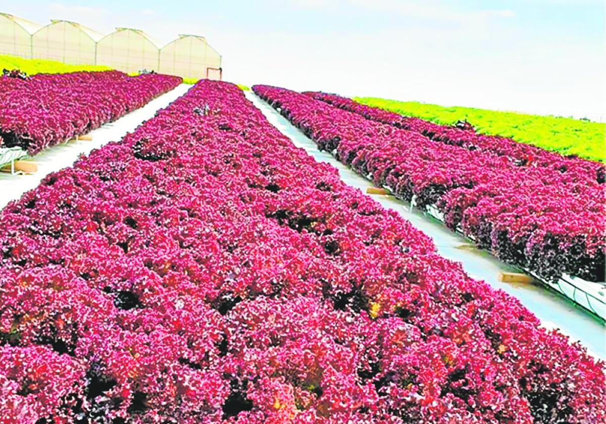 NGS se convierte en el aliado perfecto del sector Agro en el aprovechamiento hídrico.