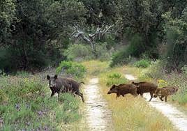 La proliferación del jabalí ha motivado la orden de la Comunidad por sus daños a la agricultura y la biodiversidad.