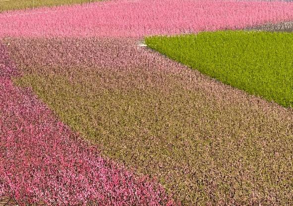 Imagen secundaria 1 - El &#039;padre&#039; de la Floración de Cieza desvela el secreto de sus espectaculares fotos