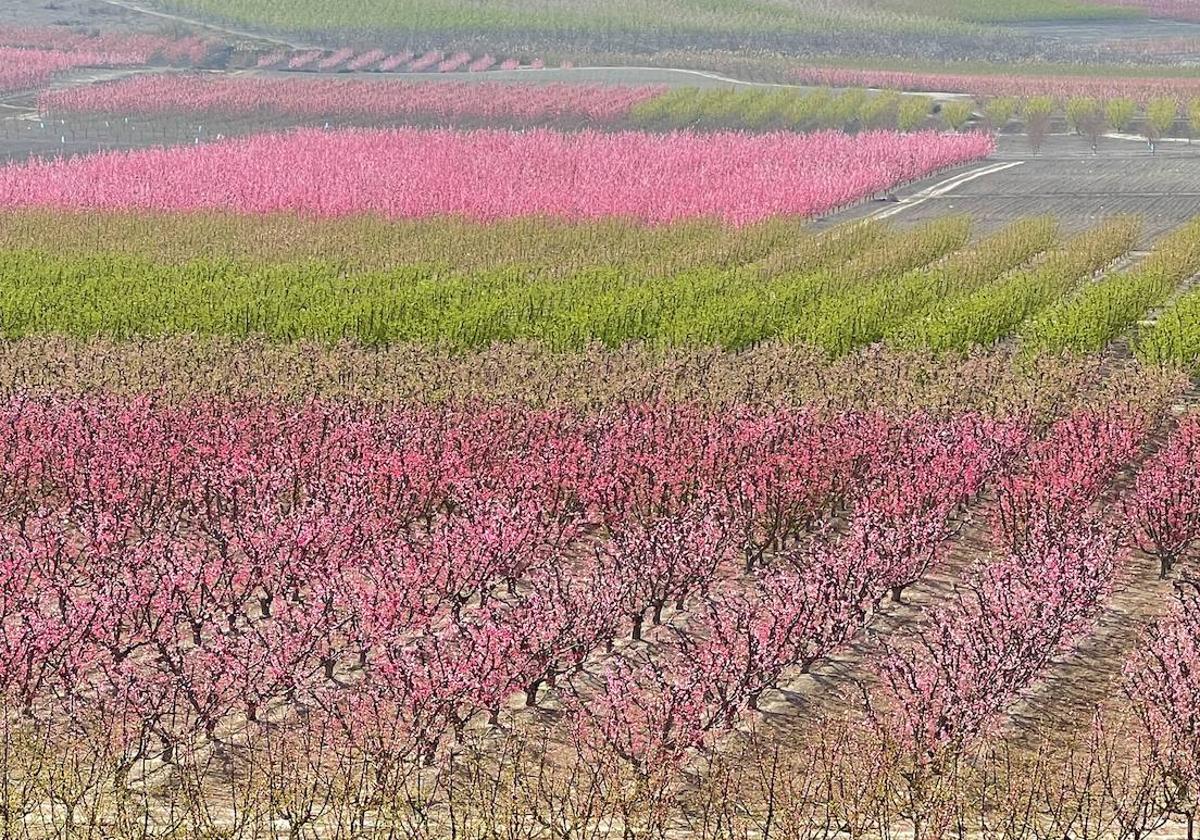 Floración de Cieza, en imágenes