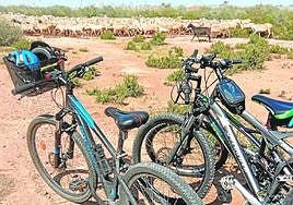 El ganado recorre las vías pecuarias que bordean el Mar Menor en el II Día de las Vías Pecuarias y Caminos Públicos.