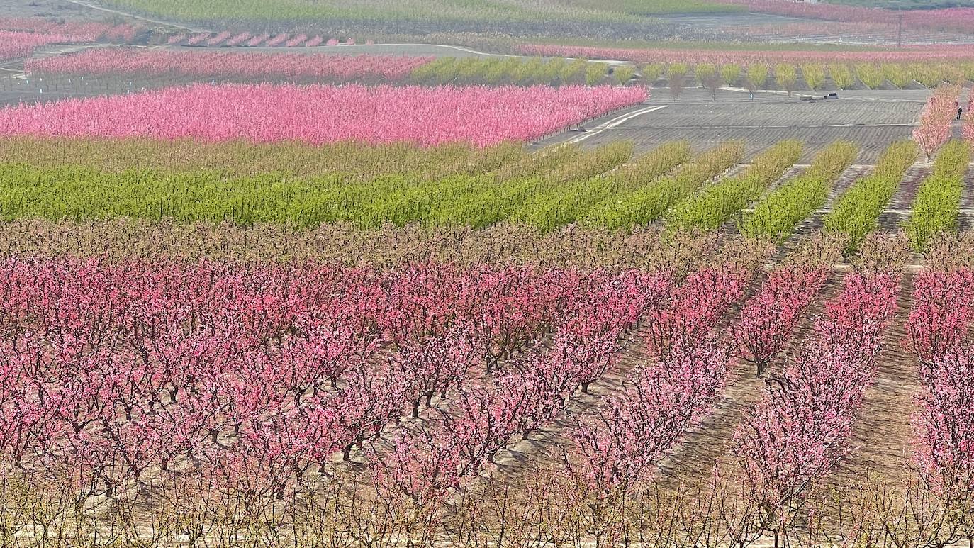 Floración de Cieza, en imágenes