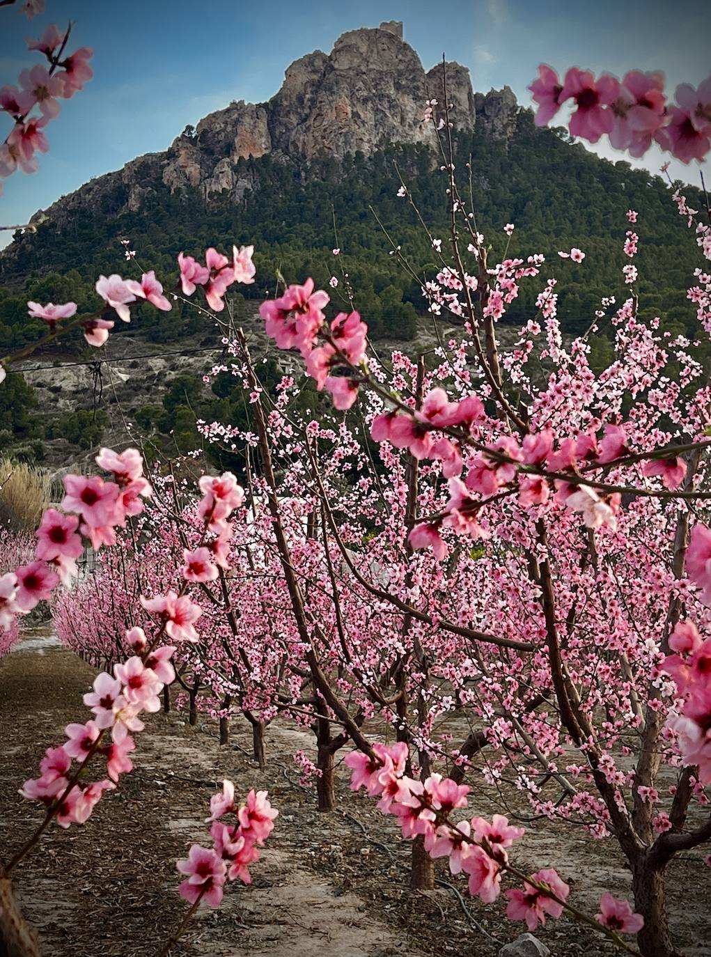 Floración de Cieza, en imágenes