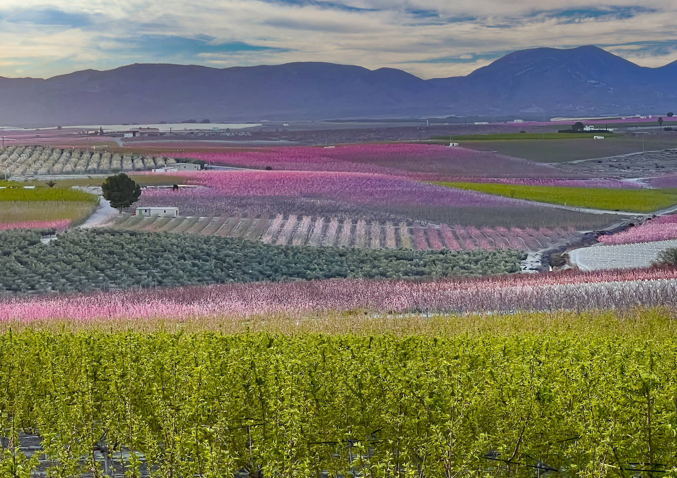 Floración de Cieza, en imágenes