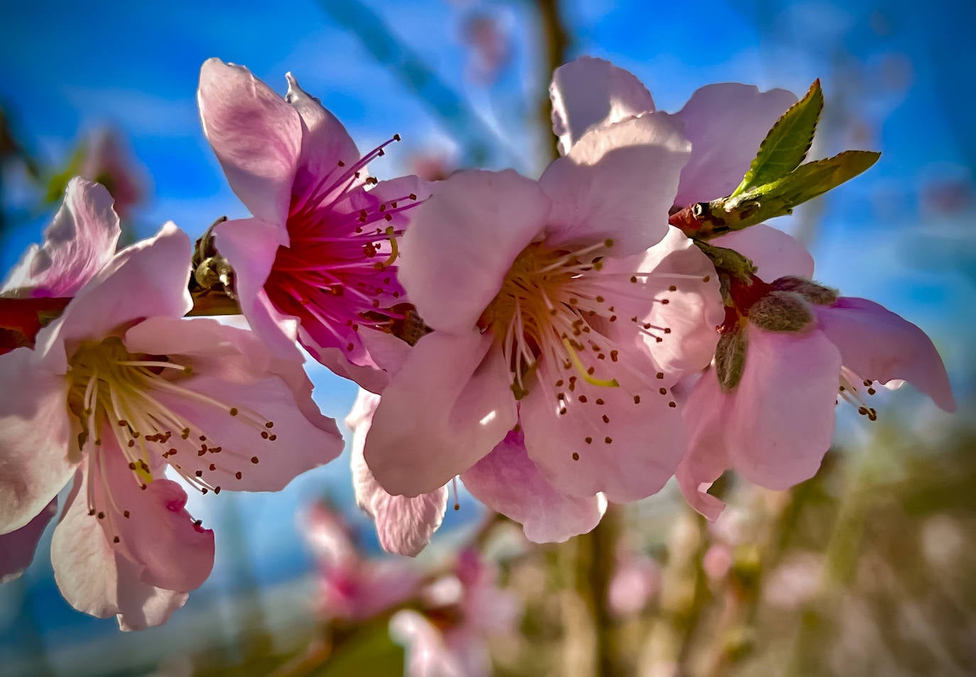 Floración de Cieza, en imágenes