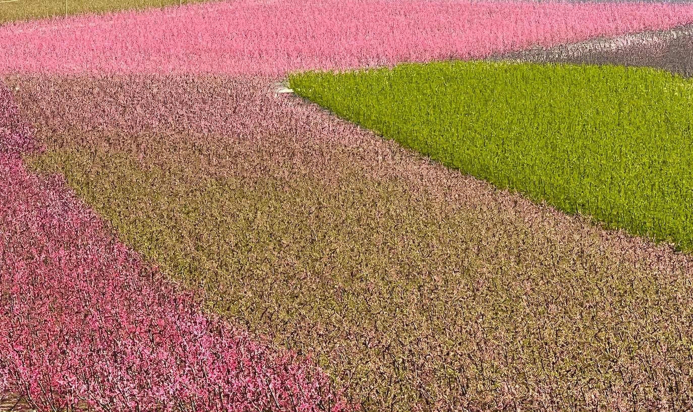 Floración de Cieza, en imágenes