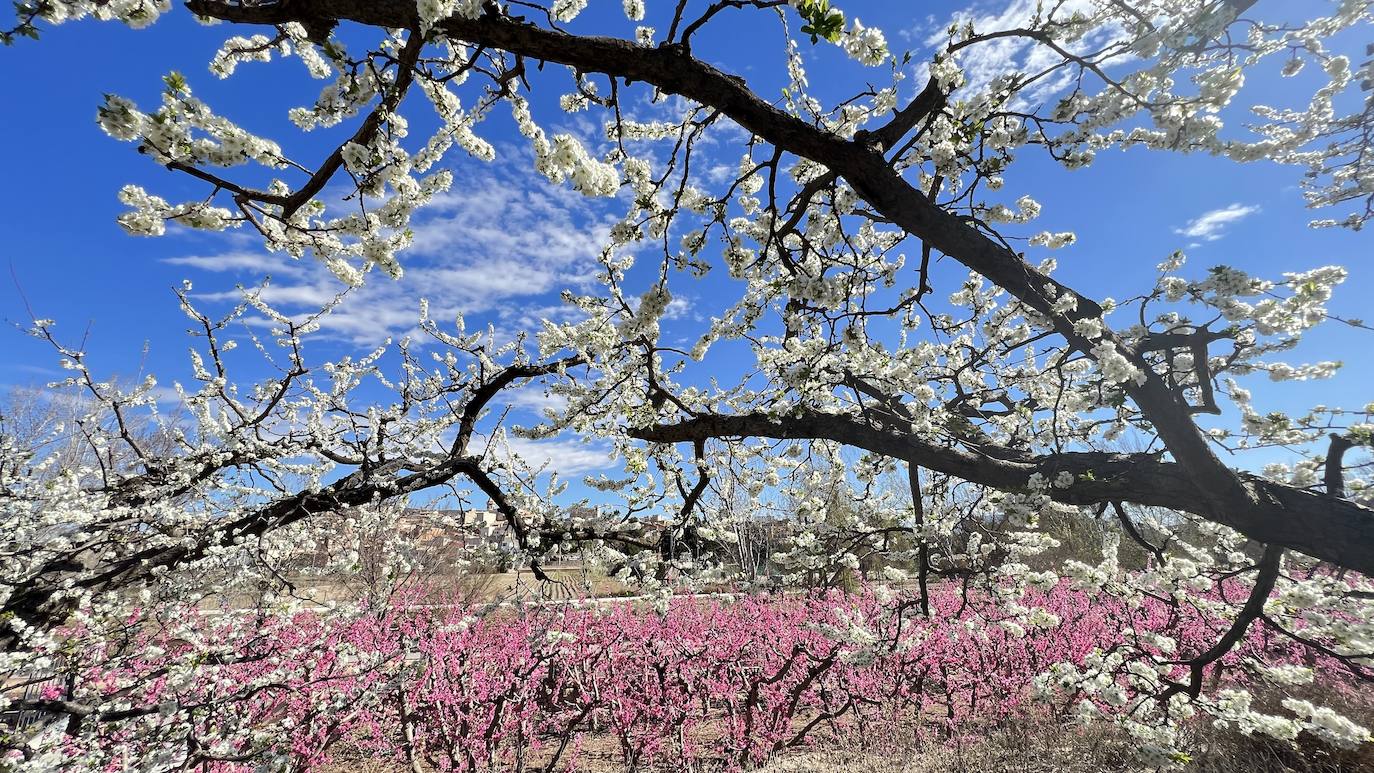 Floración de Cieza, en imágenes