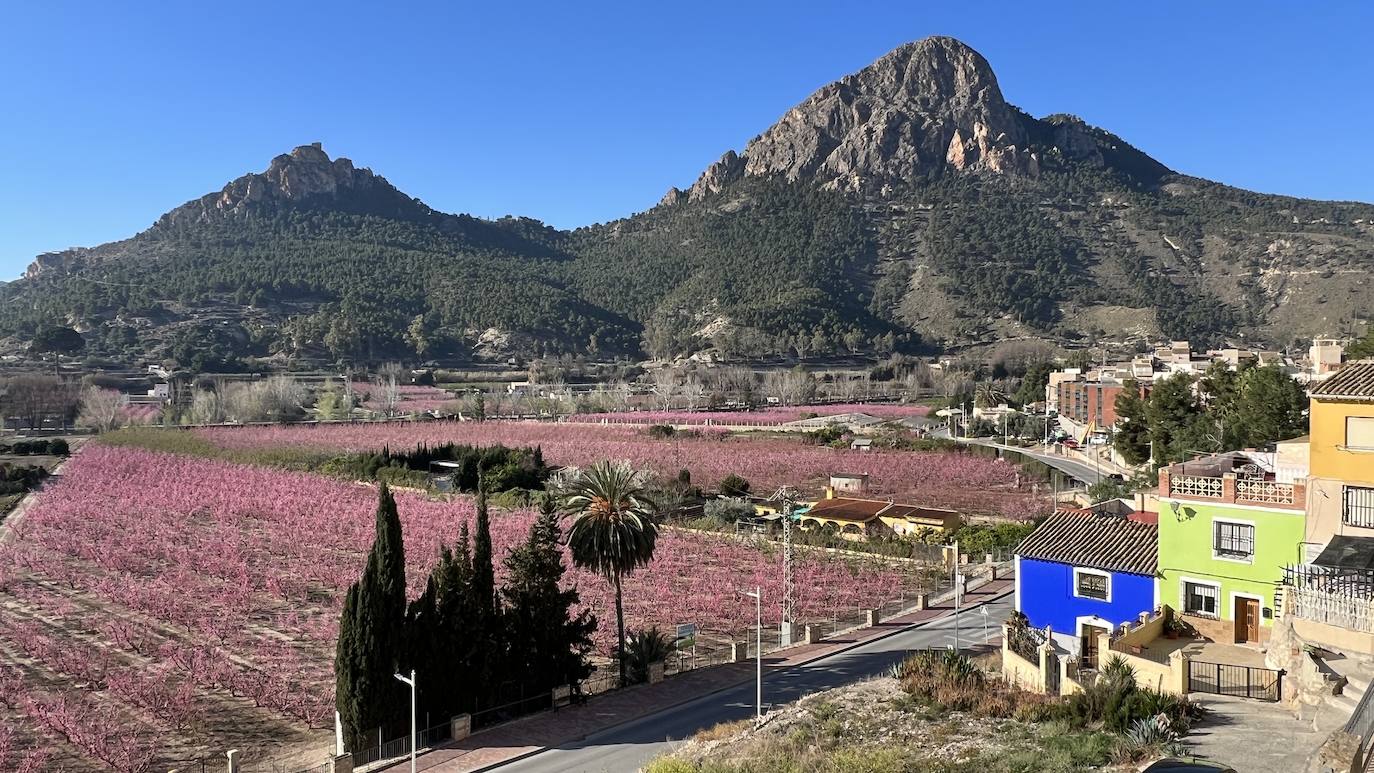 Floración de Cieza, en imágenes