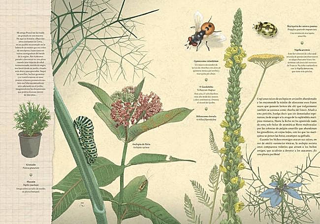 Insectos y arbustos silvestres.