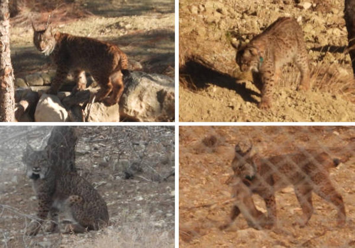 Cuatro escenas de la vida cotidiana de los linces ibéricos en los cercados de aclimatación del pantano de Puentes (Lorca), de izquierda a derecha y de arriba a abajo: en un bebedero, cazando a la espera, descansando y con un conejo recién atrapado.