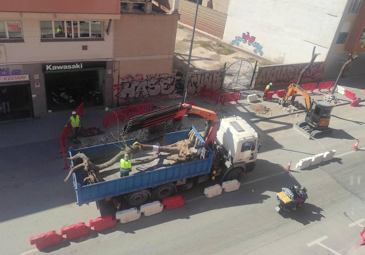 Imagen de la tala y retirada de árboles en Pintor Pedro Flores.