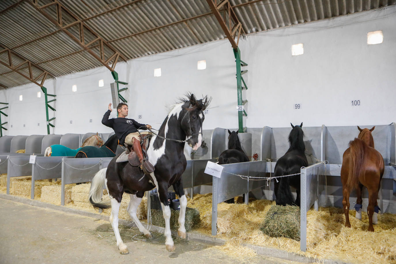 Más de 400 caballos preparados en Lorca para la carrera