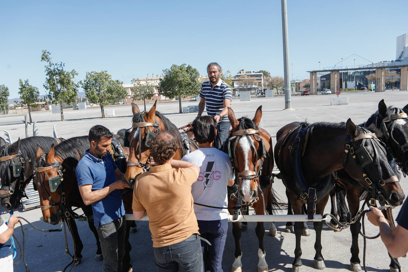Más de 400 caballos preparados en Lorca para la carrera