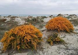 Esparraguera del Mar Menor en un arenal de la zona norte de La Manga.