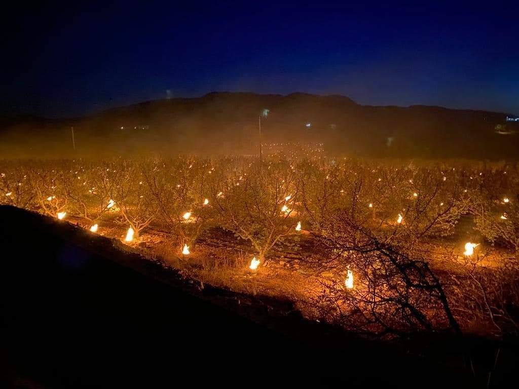 Un plantación de albaricoqueros con las velas de parafina que se han utilizado para mitigar los efectos de las heladas.