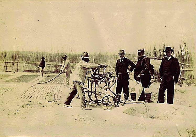 Supervisando el vivero volante para la restauración de las dunas de Guardamar del Segura (Alicante).