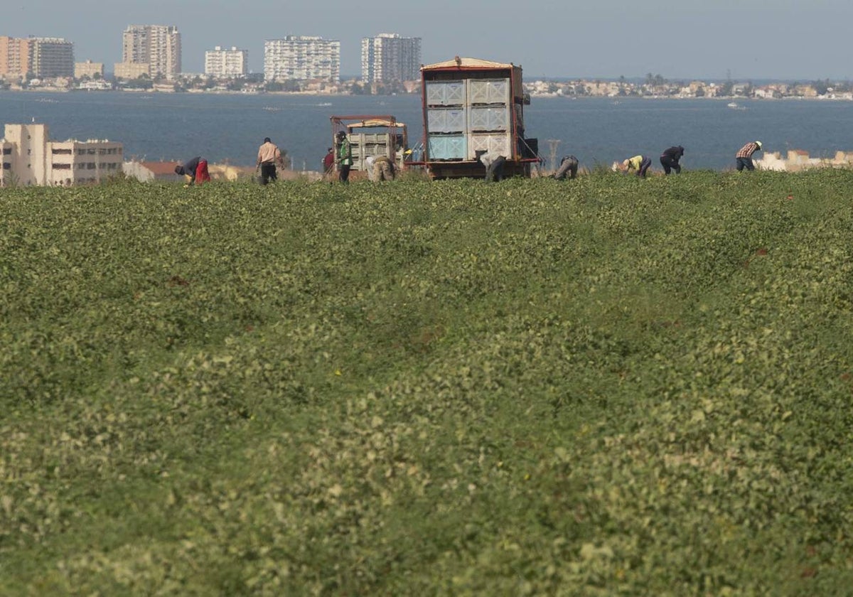 Recolección agrícola en el Campo de Cartagena, con el Mar Menor al fondo, en junio del año pasado.