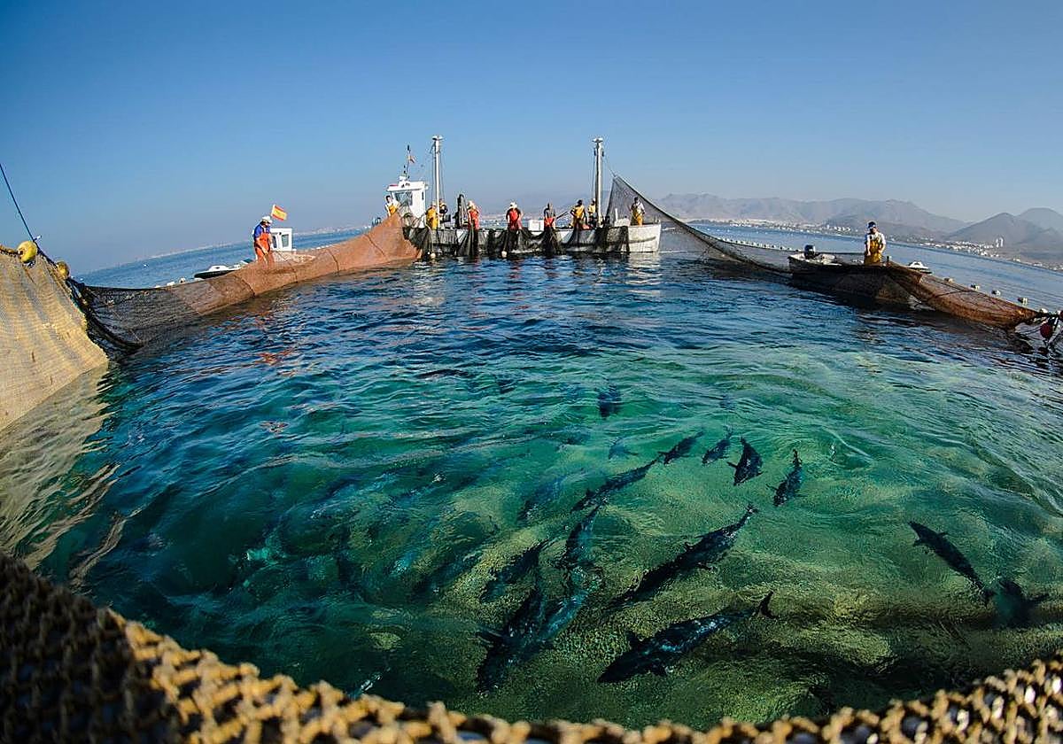 Imagen de archivo de la almadraba en La Azohía.