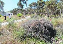Dos jóvenes bajan del monte Roldán dejando atrás los pinares por un camino situado junto a zonas repletas de rastrojos.