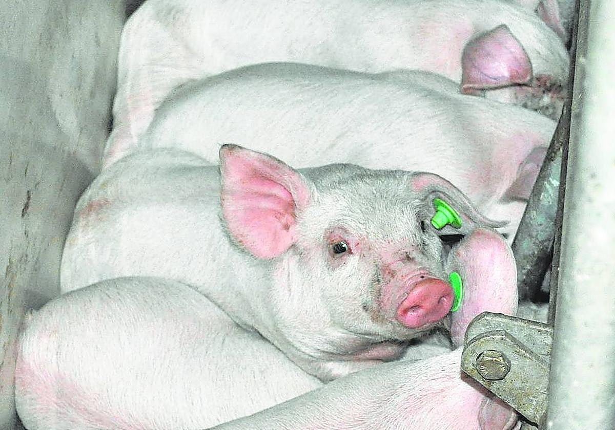 Piara cerdos en una explotación ganadera.