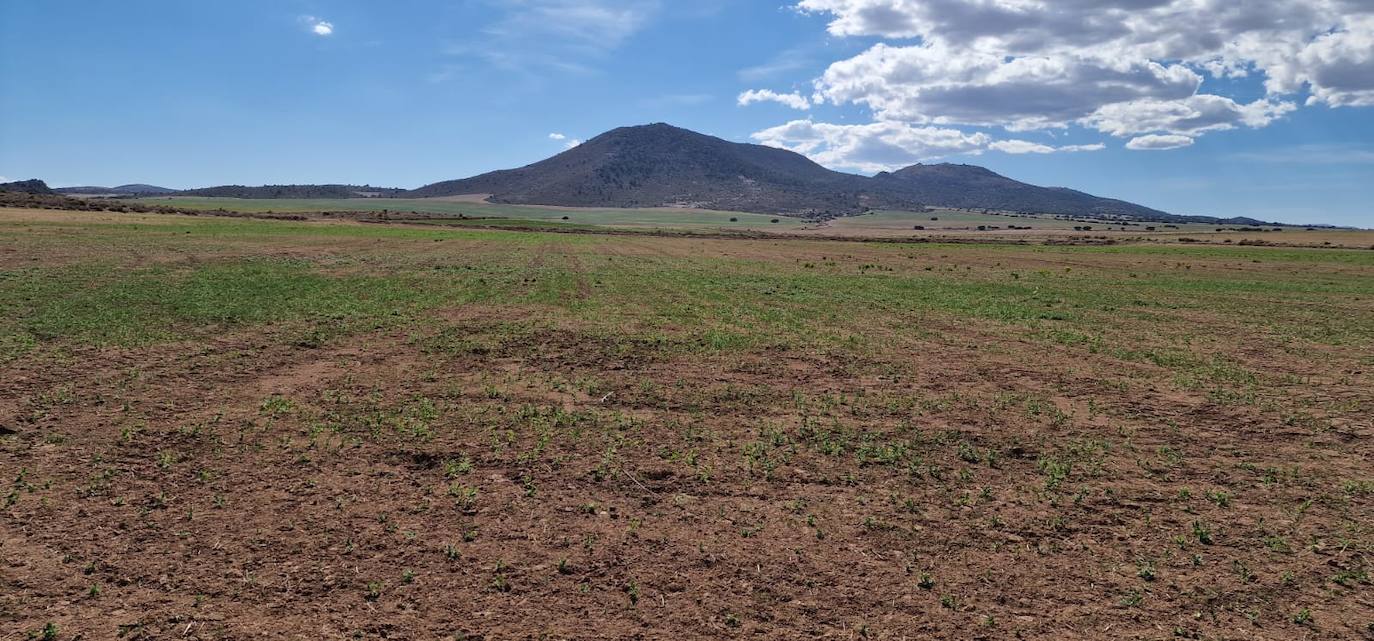 Las preocupantes imágenes que deja la sequía en los cultivos de secano de la Región