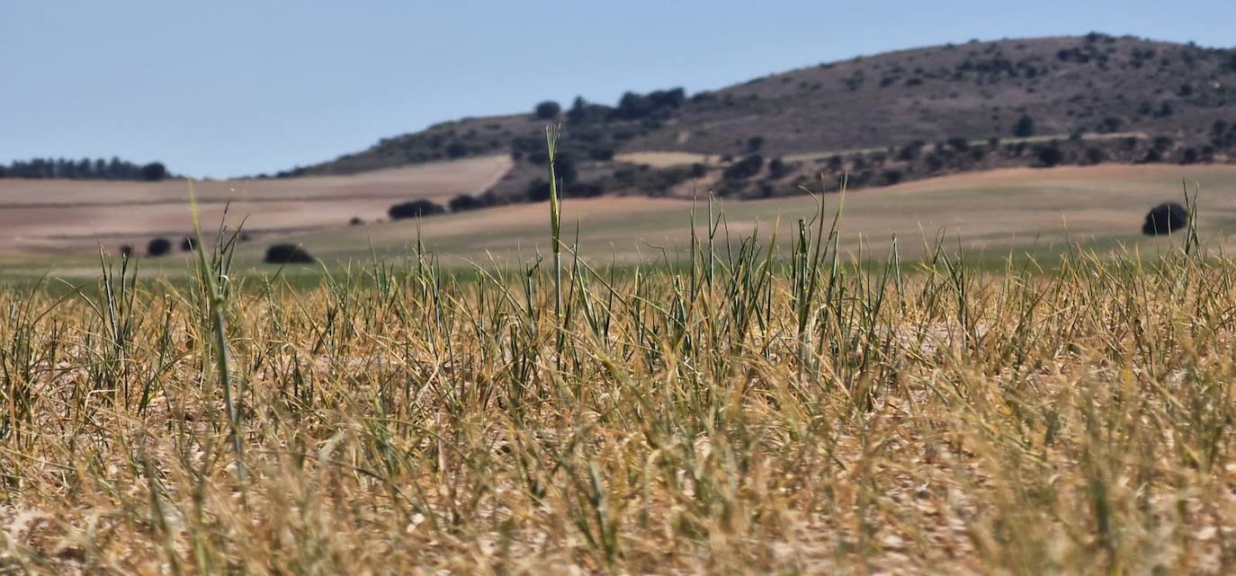 Las preocupantes imágenes que deja la sequía en los cultivos de secano de la Región