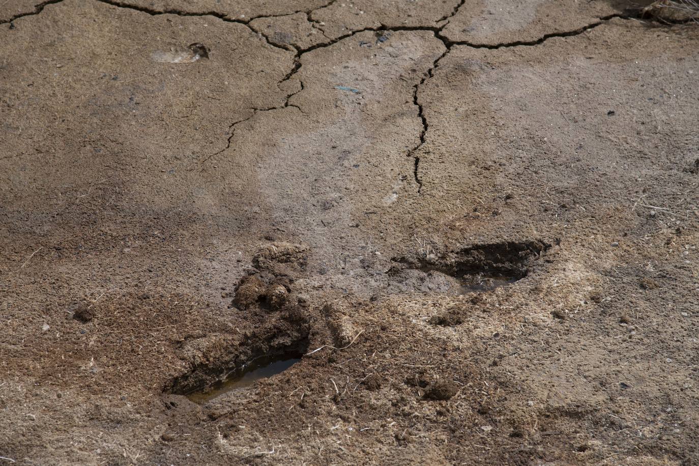 Operarios retiran las ovas en el Mar Menor