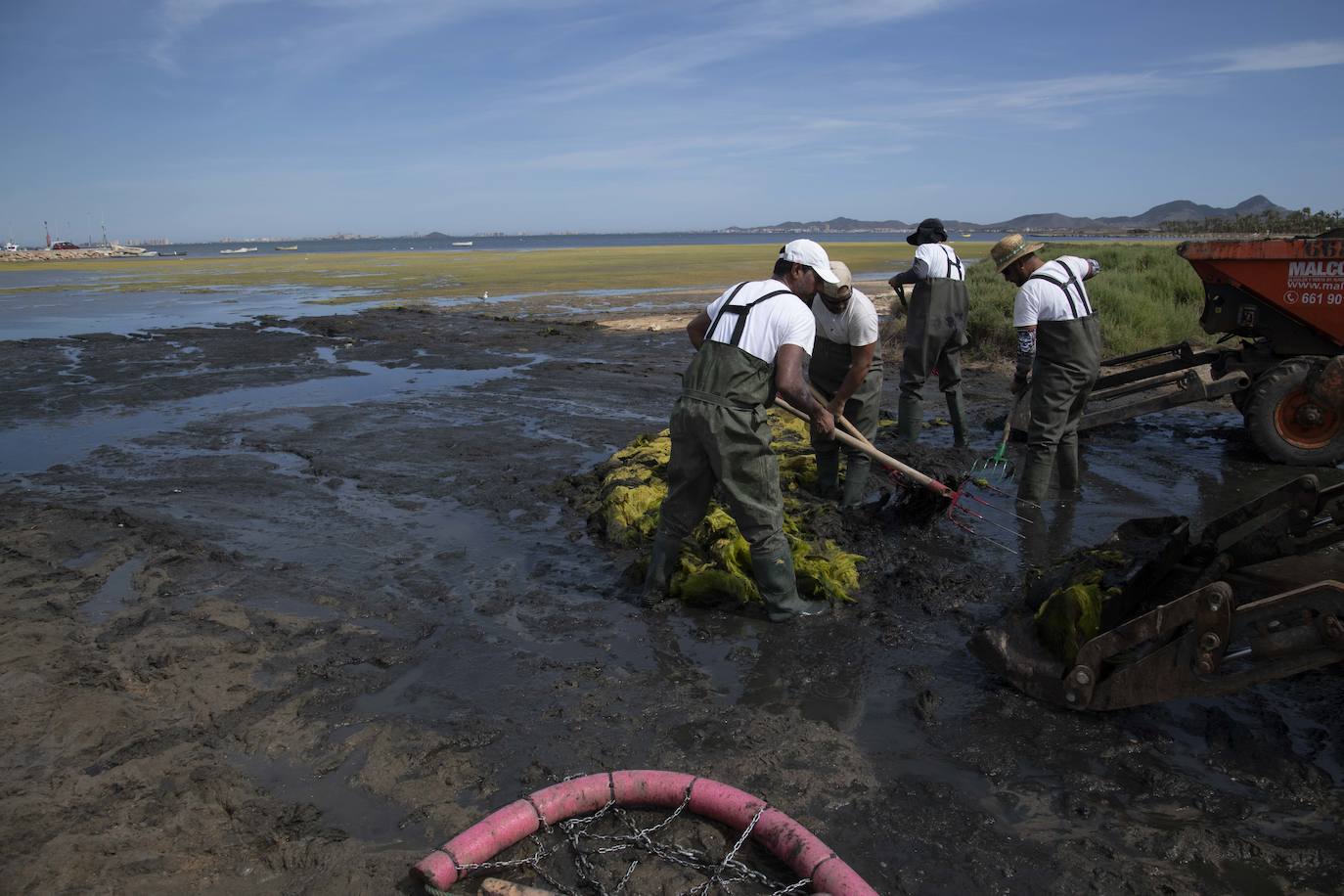 Operarios retiran las ovas en el Mar Menor