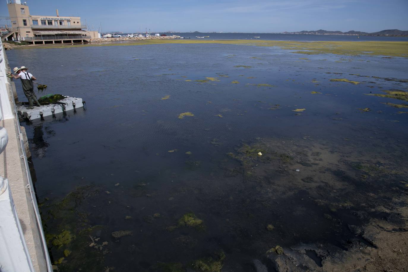 Operarios retiran las ovas en el Mar Menor