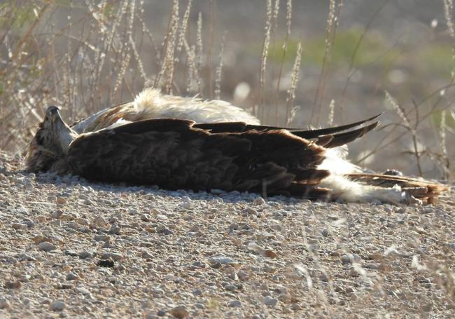 Águila perdicera electrocutada en Corvera (Murcia).