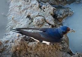 Una golondrina recoge barro para la construcción de su nido.
