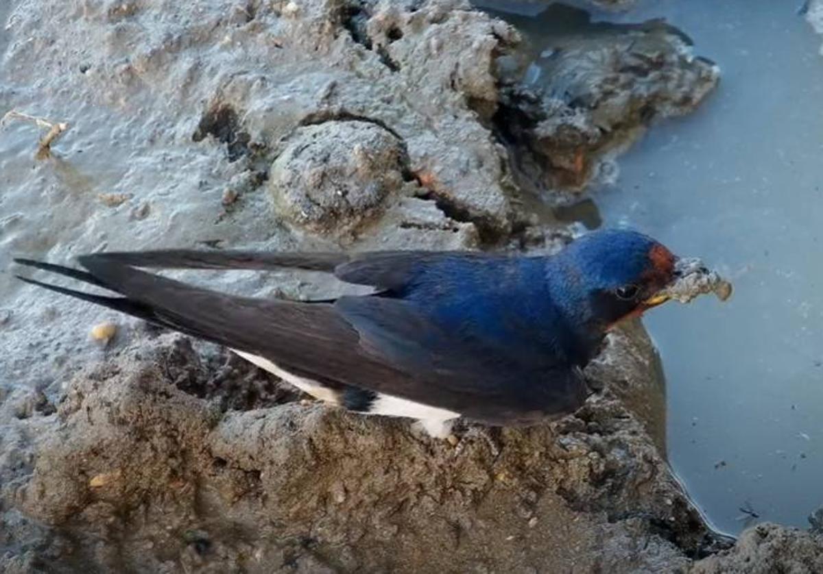 Una golondrina recoge barro para la construcción de su nido.