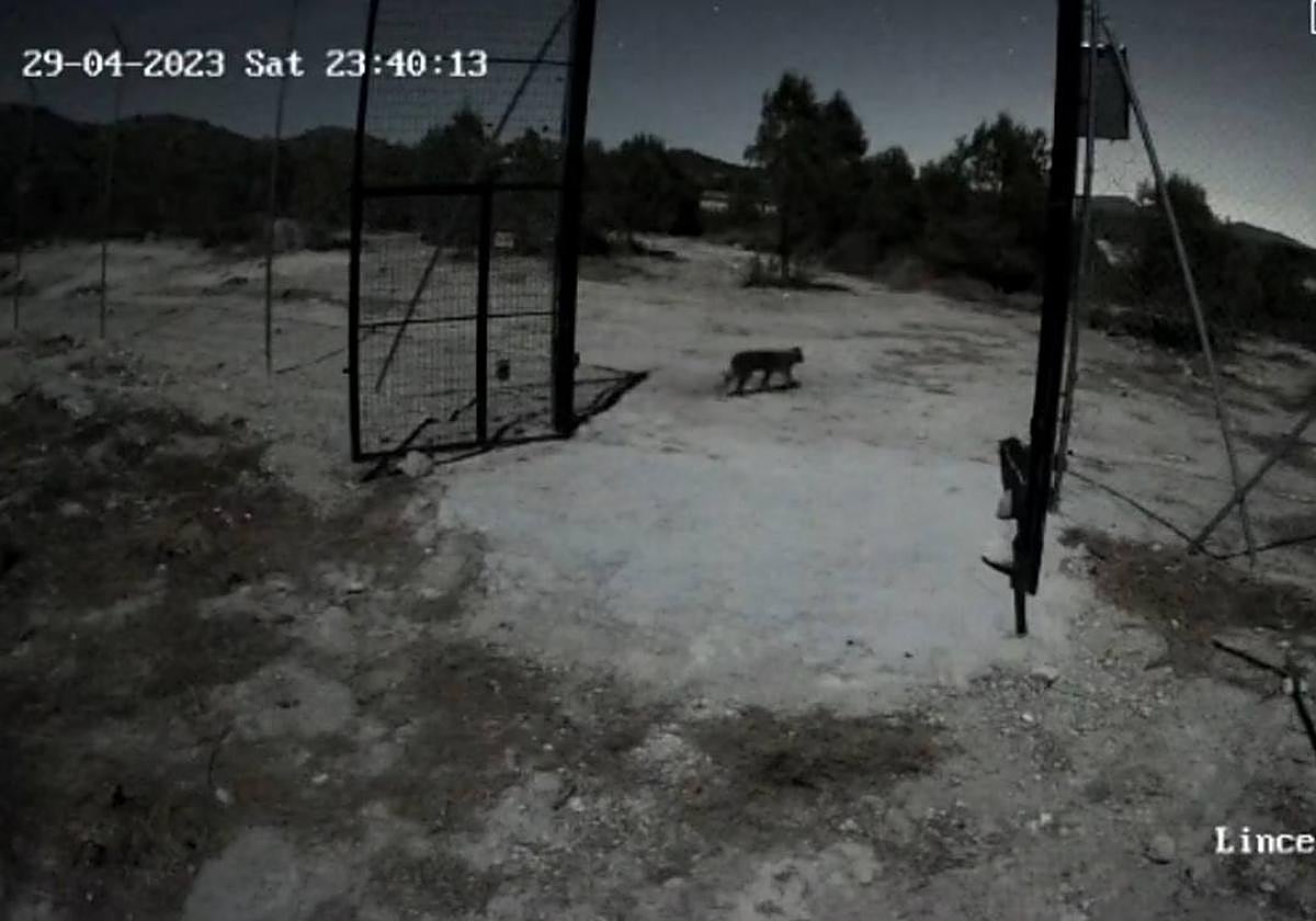 Instante en el que uno de los linces abandona el recinto.