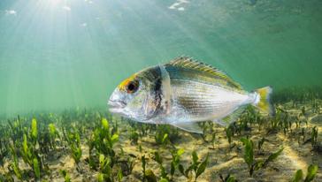 Beneficios y consejos